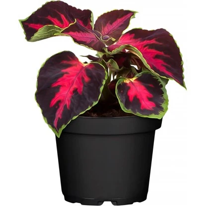 Sola Elektronische Neigungs-Wasserwaage RED 25 Digital 6 Sola Elektronische Neigungs-Wasserwaage RED 25 Digital – Bild 4